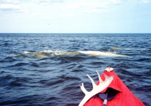 Beluga whales a few feet from my canoe on Hudson Bay