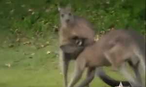 Kangaroo using the Rear Naked Choke