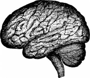 Impact, concussions, MMA and the human brain