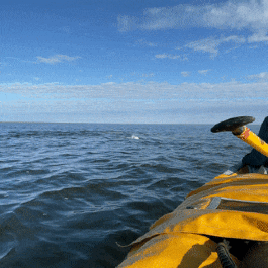 Beluga whales on Hudson Bay
