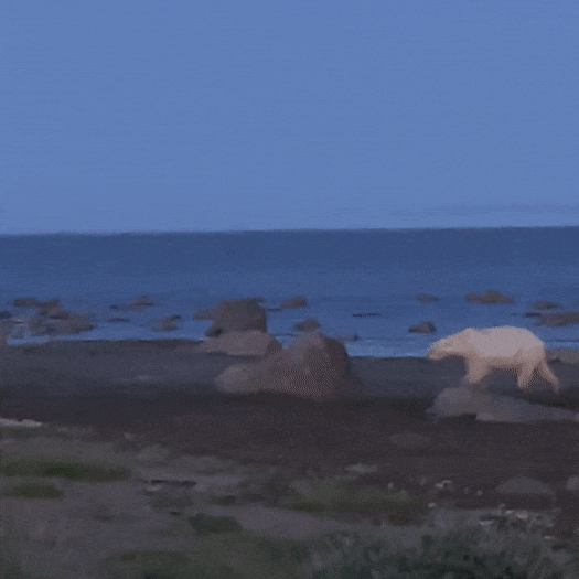Polar bear in the Seal River delta